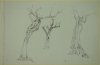 1897-1904 ca. - Alberi (2)